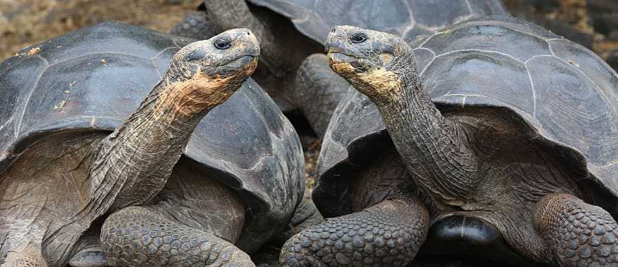 Giant tortoise in the Galapagos Islands, Ecuador