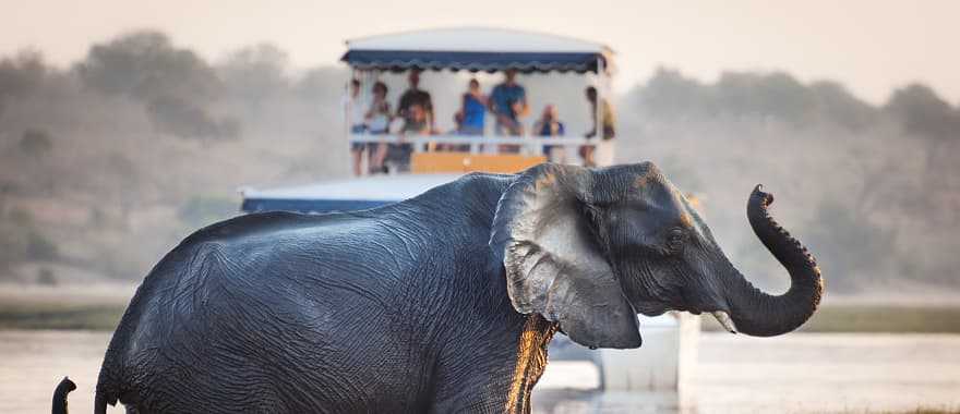 Tourists of safari watching an elephant cross the river in Chobe National Park, Botswana