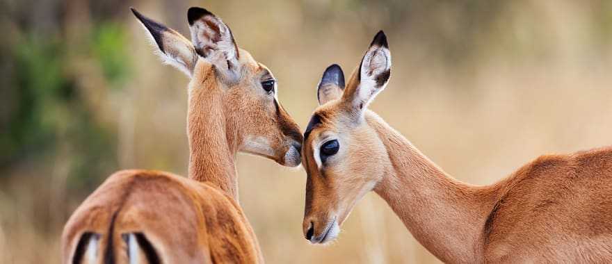 Two impala antelopes in Kenya
