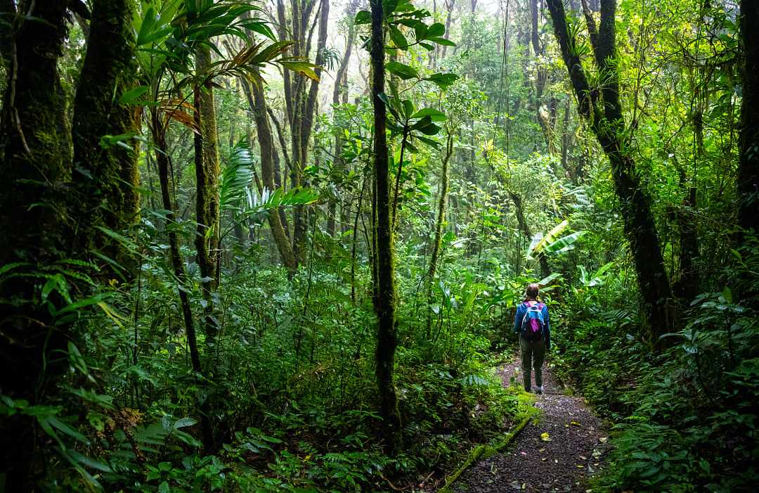 Monteverde Cloud Forest in Costa Rica Hiking in Monteverde Cloud Forest in Costa Rica