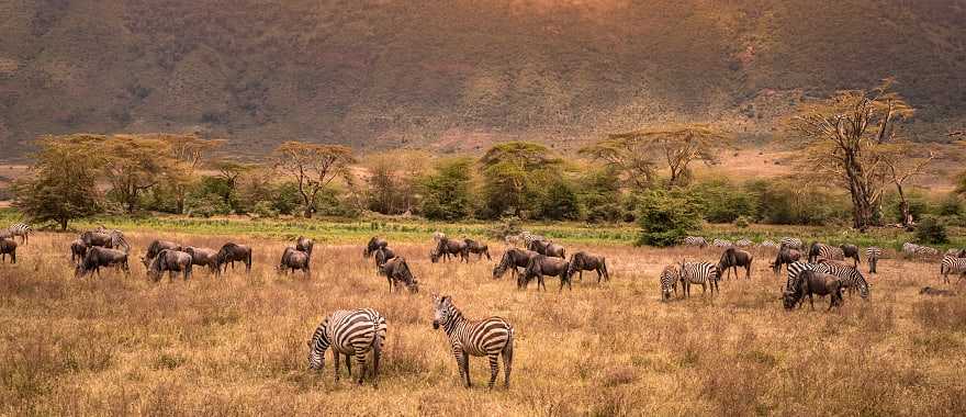 Zebras and wildebeests grazing in Ngorongoro Conservation Area
