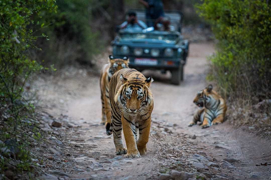 Bengal tiger walking along forest trail in Ranthambore National Park as safari vehicle follows behind