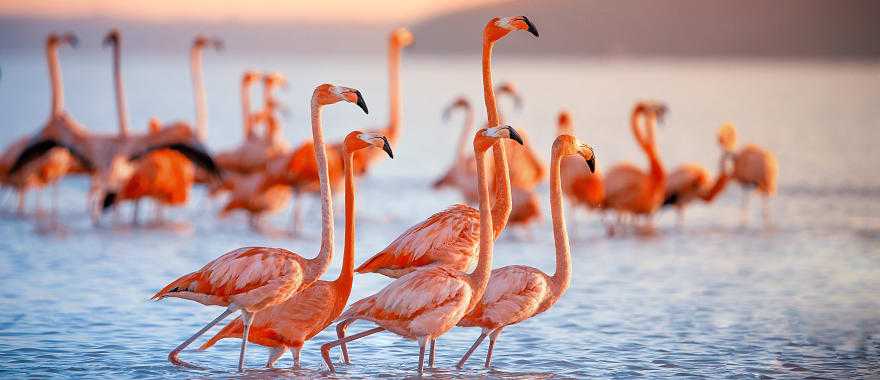 Family of flamingos in Lake Nakuru, Kenya