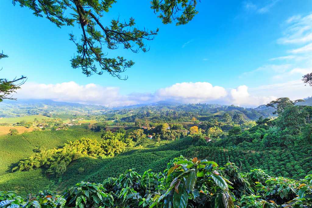 Brilliant blue sky view of a coffee plantation near Manizales in the coffee triangle of Colombia