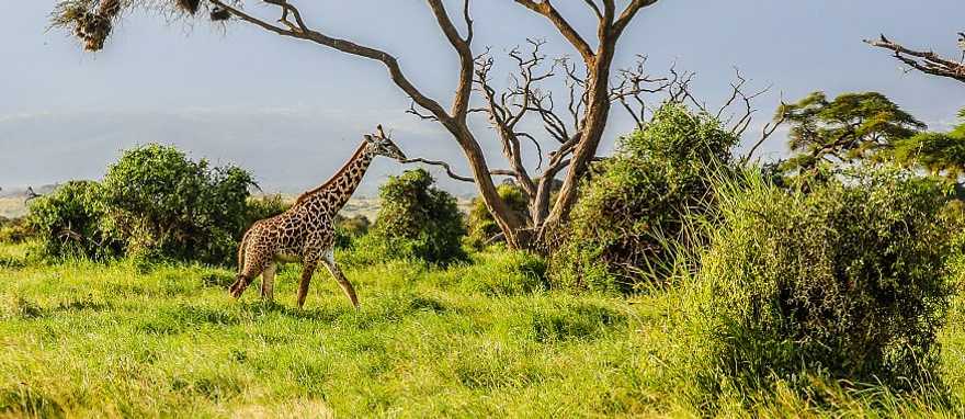 Amboseli, National Park in Kenya