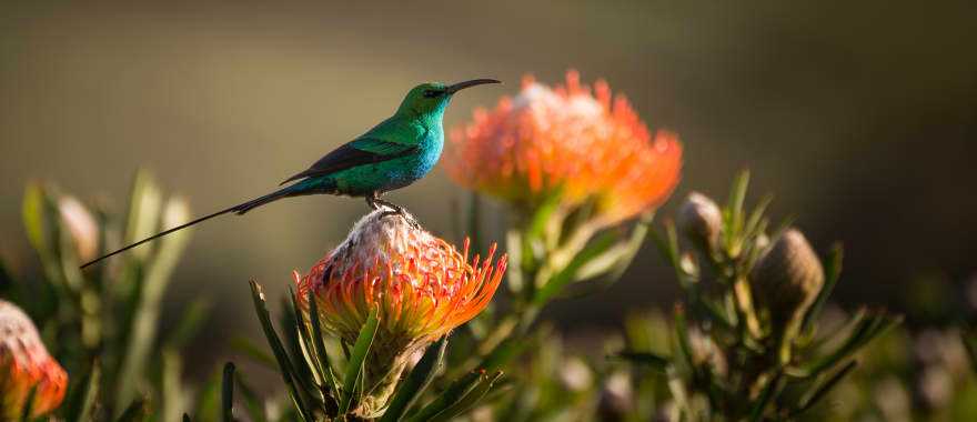 Sugarbird hummingbird sitting on the endemic fynbos pincushion protea flower in Cape Town, South Africa