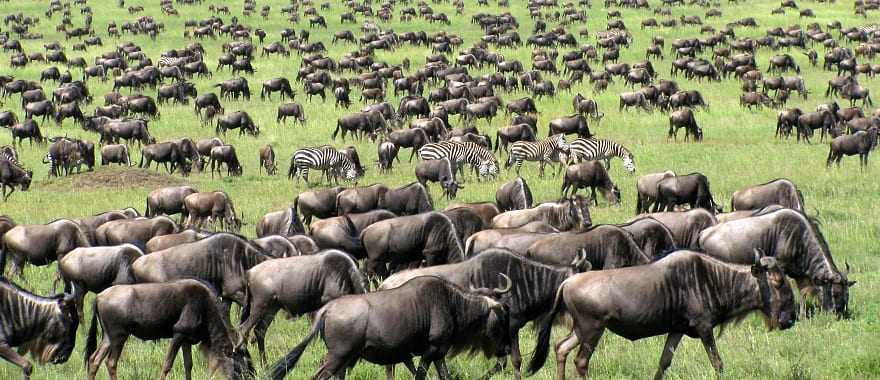 Great migration of wildebeests and zebras in Tanzania