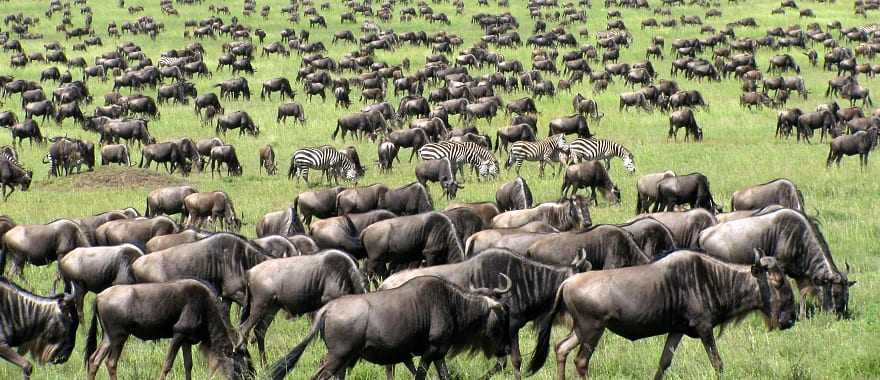 Great migration of wildebeests and zebras in Tanzania