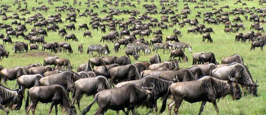 Great migration of wildebeests and zebras in Tanzania Great migration of wildebeests and zebras in Tanzania