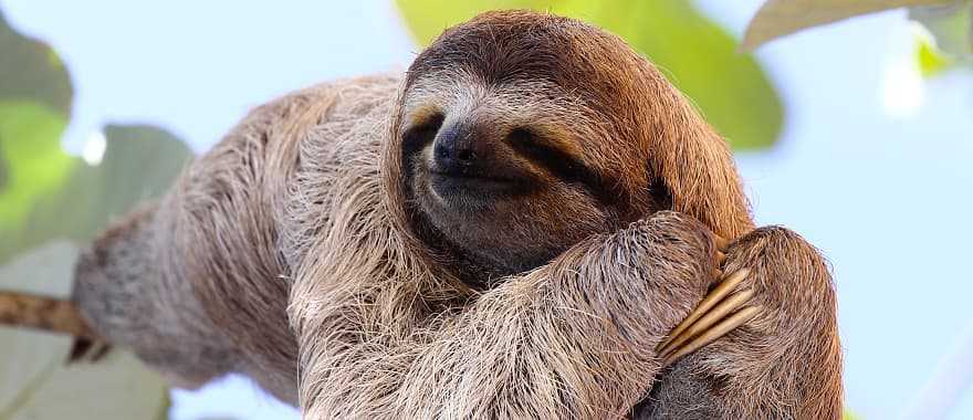 Meet sloths on a morning adventure through the forests of Costa Rica