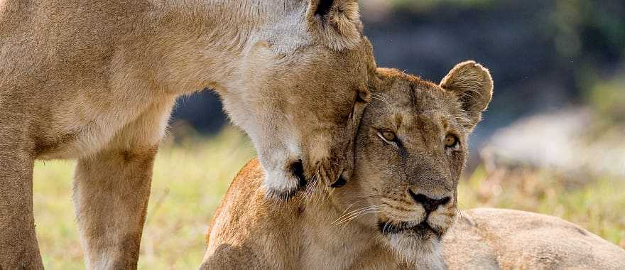 Two lionesses in Zambia
