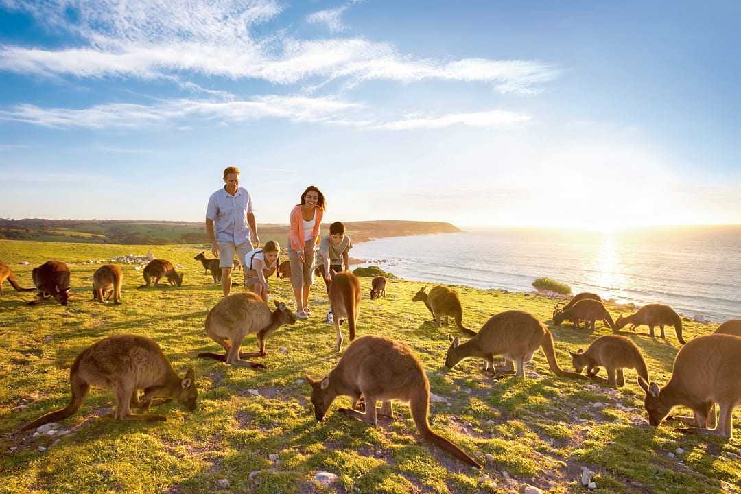 Family with kangaroos at Waves & Wildlife, North Coast Kangaroo Island, South Australia
