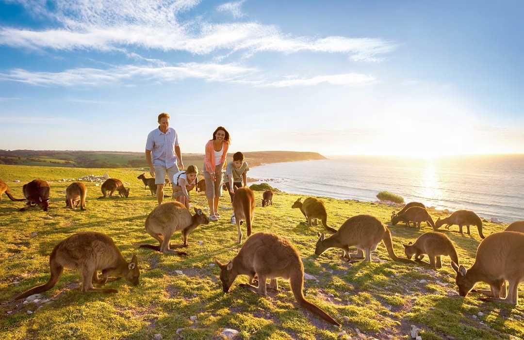 Family with kangaroos at Waves & Wildlife, North Coast Kangaroo Island, South Australia