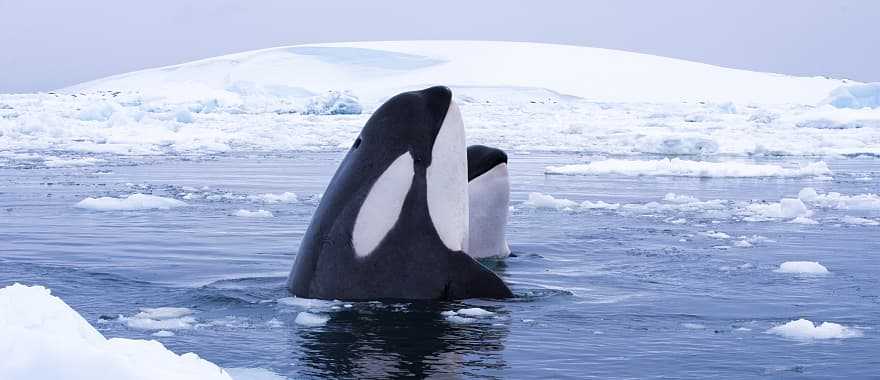 Two orca whales in Antarctica