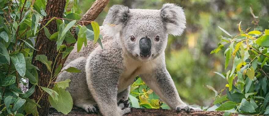 Koala in the Blue Mountains of Australia.