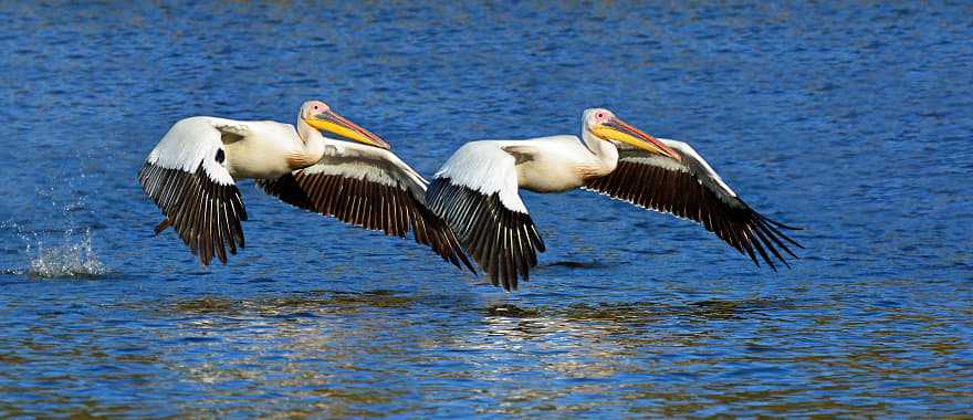 White pelicans over lake in Namibia