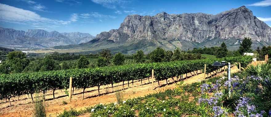 Vineyard in Cape Town, South Africa