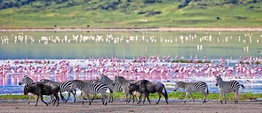 Kenya & Tanzania Safari: Wildebeest Migration Plus Zanzibar Kenya & Tanzania Safari: Wildebeest Migration Plus Zanzibar