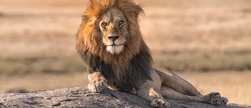 A male lion is sitting on the top of the rock in Serengeti National Park, Tanzania