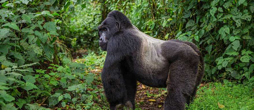 Dominant male gorilla in Bwindi Impenetrable Forest, Uganda
