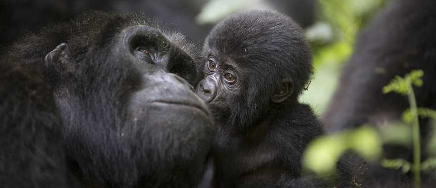 A baby and mother mountain gorilla in Rwanda