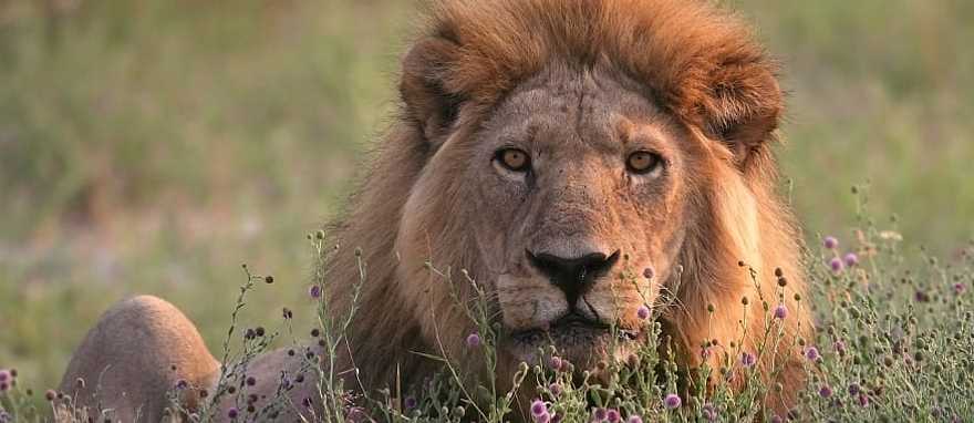 Moremi Game Reserve, Botswana Male lion resting in the rays of the setting sun, Moremi Game Reserve, Botswana