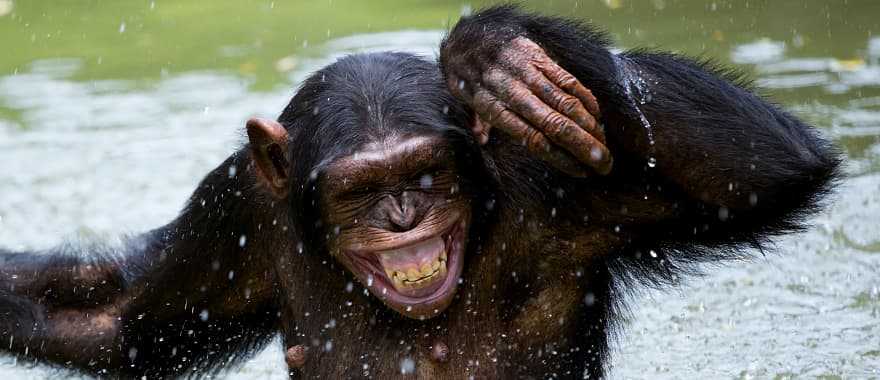 Bathing funny chimpanzee in Rwanda, Africa