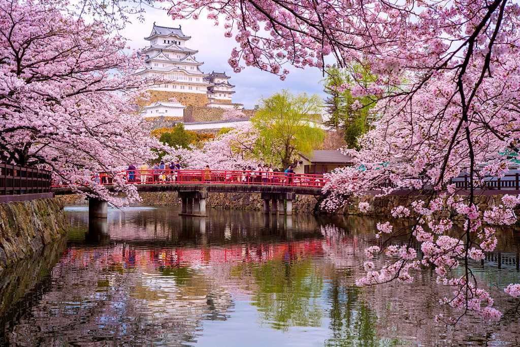 Himeji Castle and surrounding park with cherry blossoms during blooming season in Japan