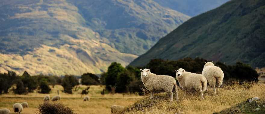 Countryside of New Zealand 
