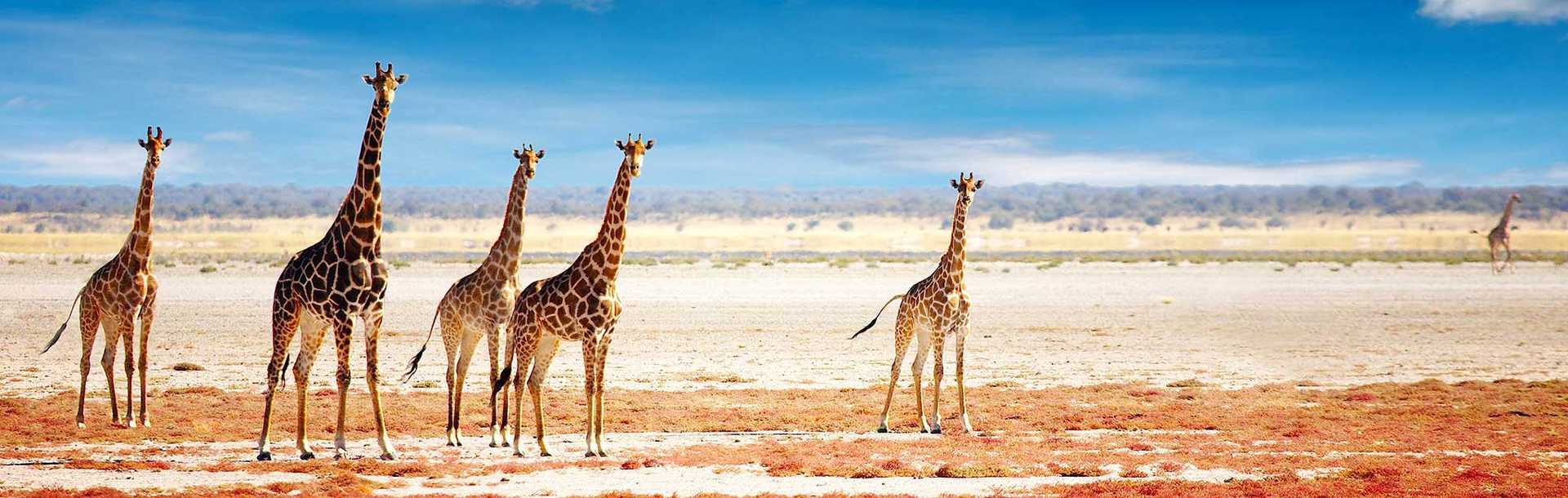Namibia Safari - Giraffe herd in Etosha National Park