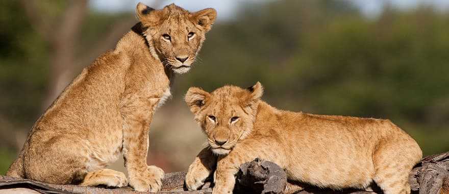 Lions cubs in the savanna in Kenya