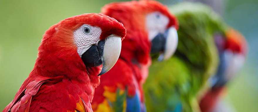 Costa Rican life is vibrant, wild and blissfully colorful, like the feathers of this Scarlet macaw Costa Rican life is vibrant, wild and blissfully colorful, like the feathers of this Scarlet macaw