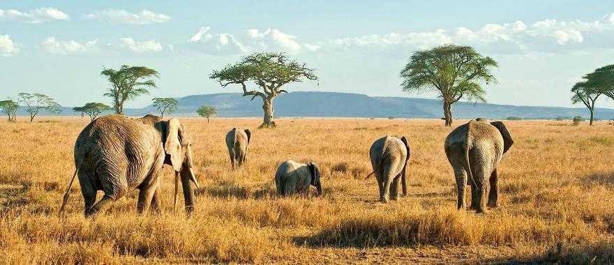 Elephants on the plains of Serengeti in Tanzania