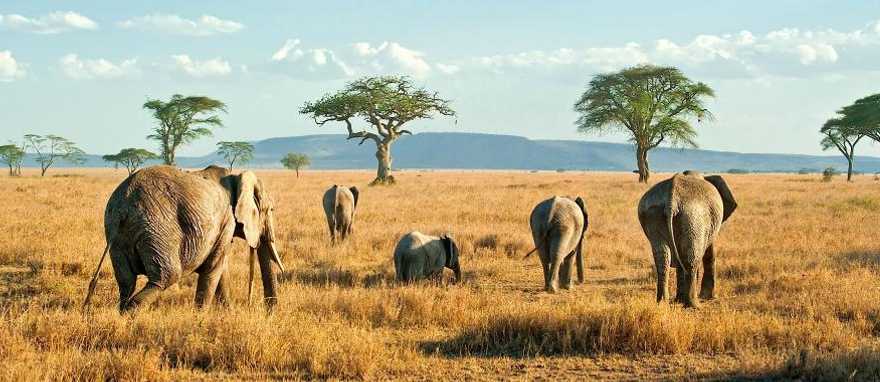 Elephants on the plains of Serengeti in Tanzania