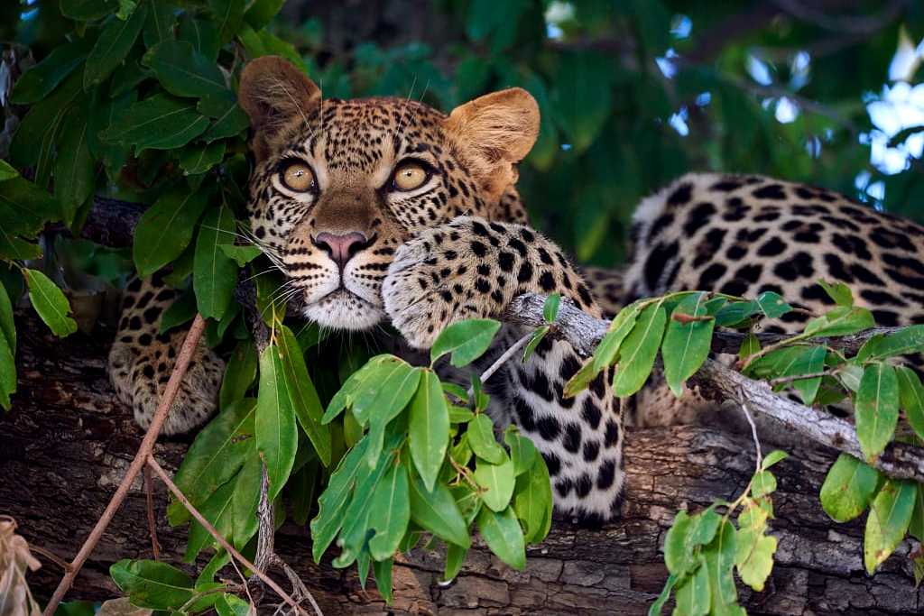 Leopard in a tree at Mombo Camp in Botswana