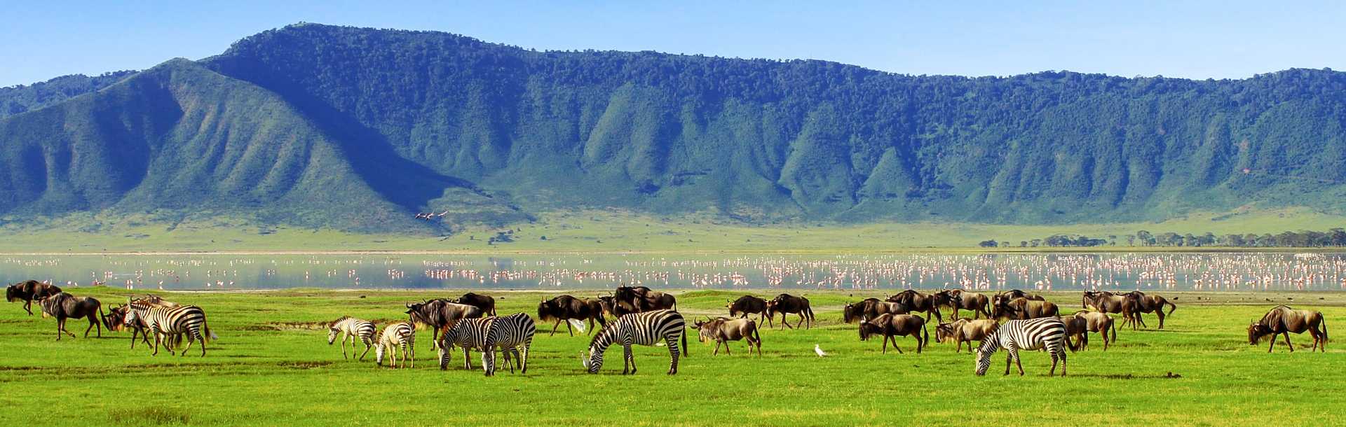 Wildebeests and zebras at Ngorongoro Crater, Tanzania
